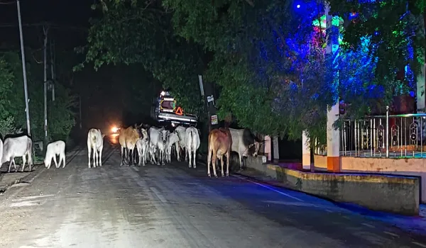 करोड़ों की गौशालाएं, फिर भी सड़कों पर घूम रहे पशु... आखिर कहां हो रही चूक?