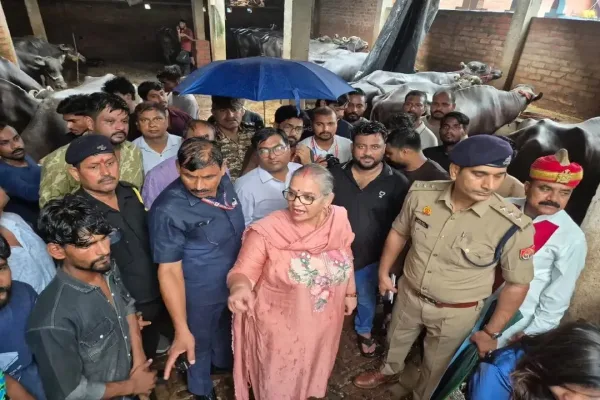 लखनऊ में अवैध डेरी के खिलाफ प्रशाशन ने दिखाई सख्ती, करीब 200 भैंसें पकड़ीं; दो महिलाएं गिरफ्तार